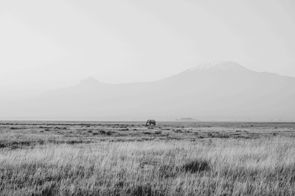 Monuments To The Wild