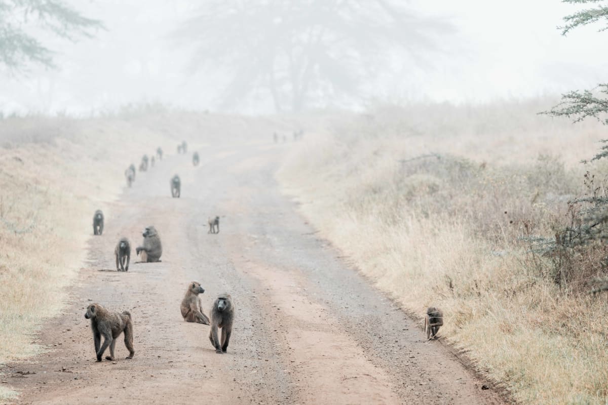Through The Mist