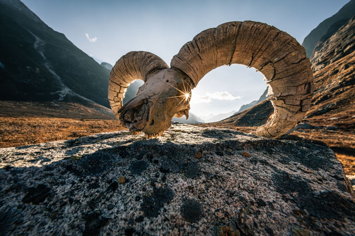 Eye of Bharal, Nepal