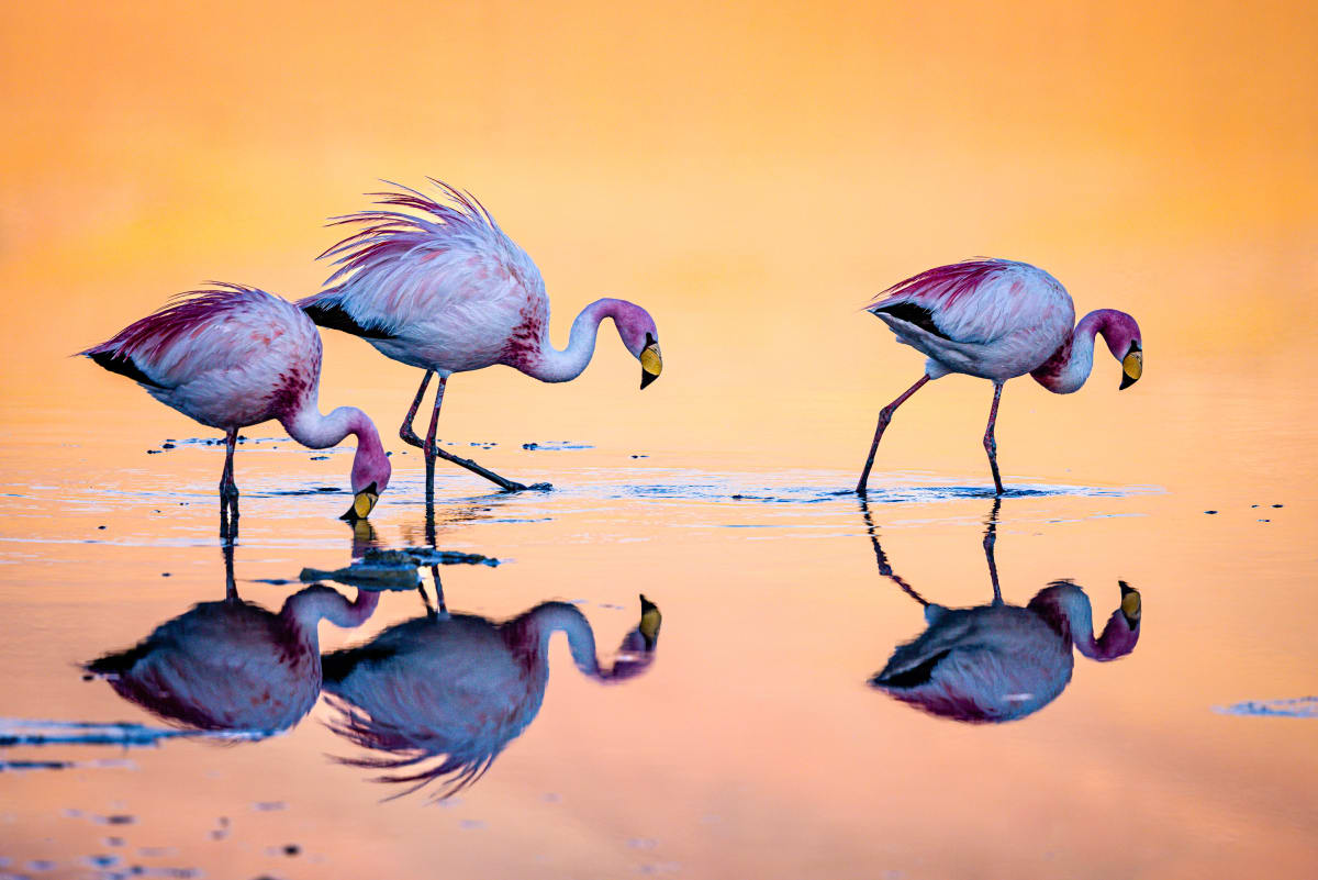 Liquid Sky Flamingos