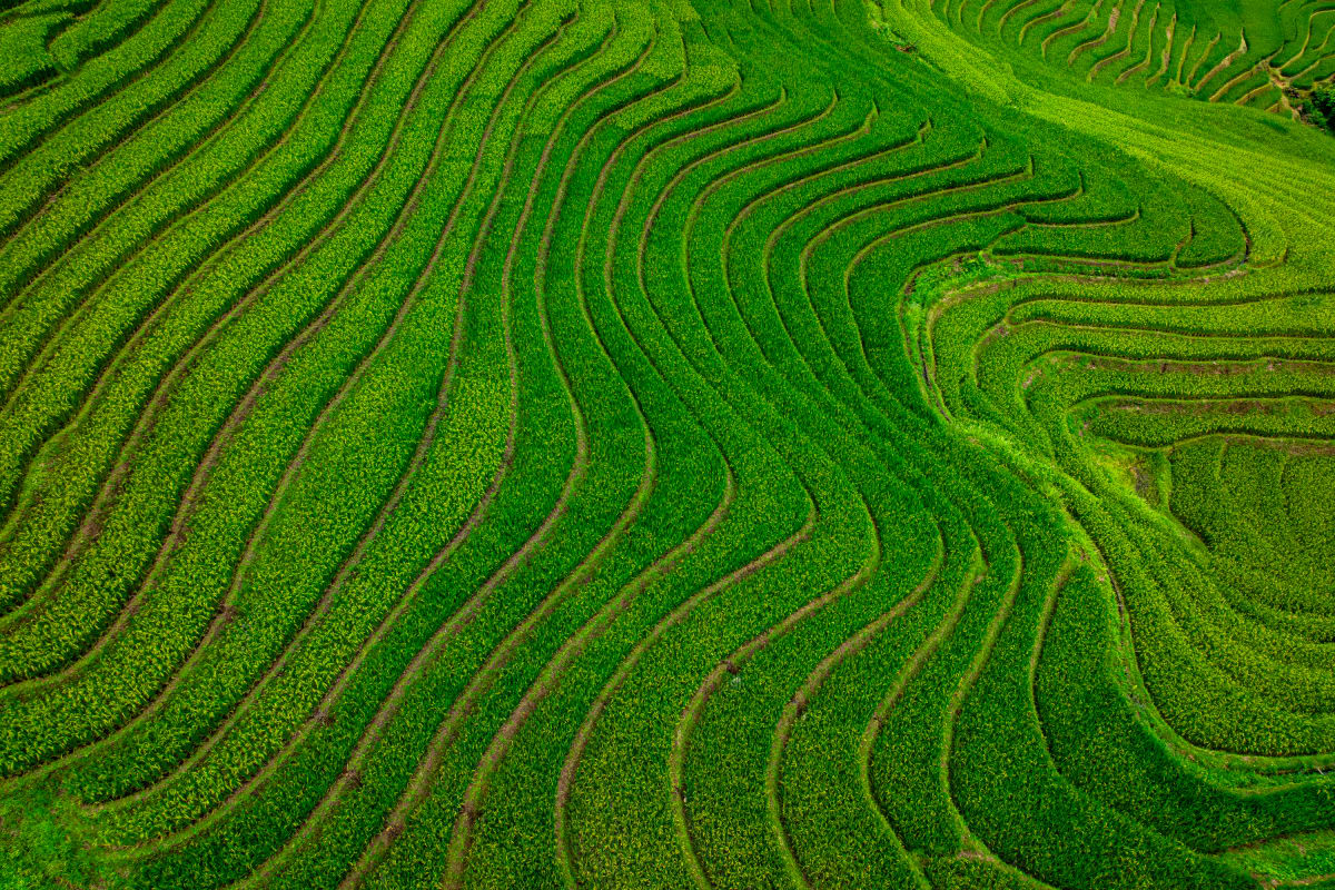 Terraced Perfection, Vietnam