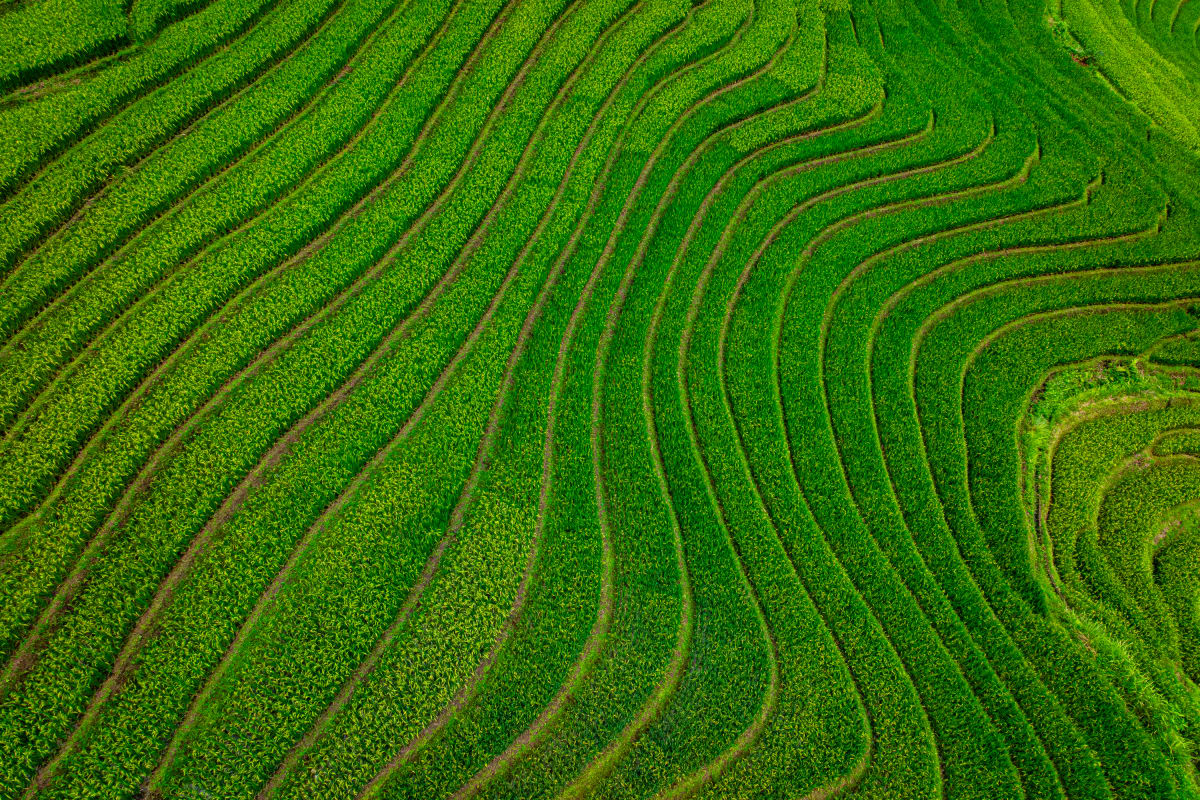 Rice Tapestry, Vietnam