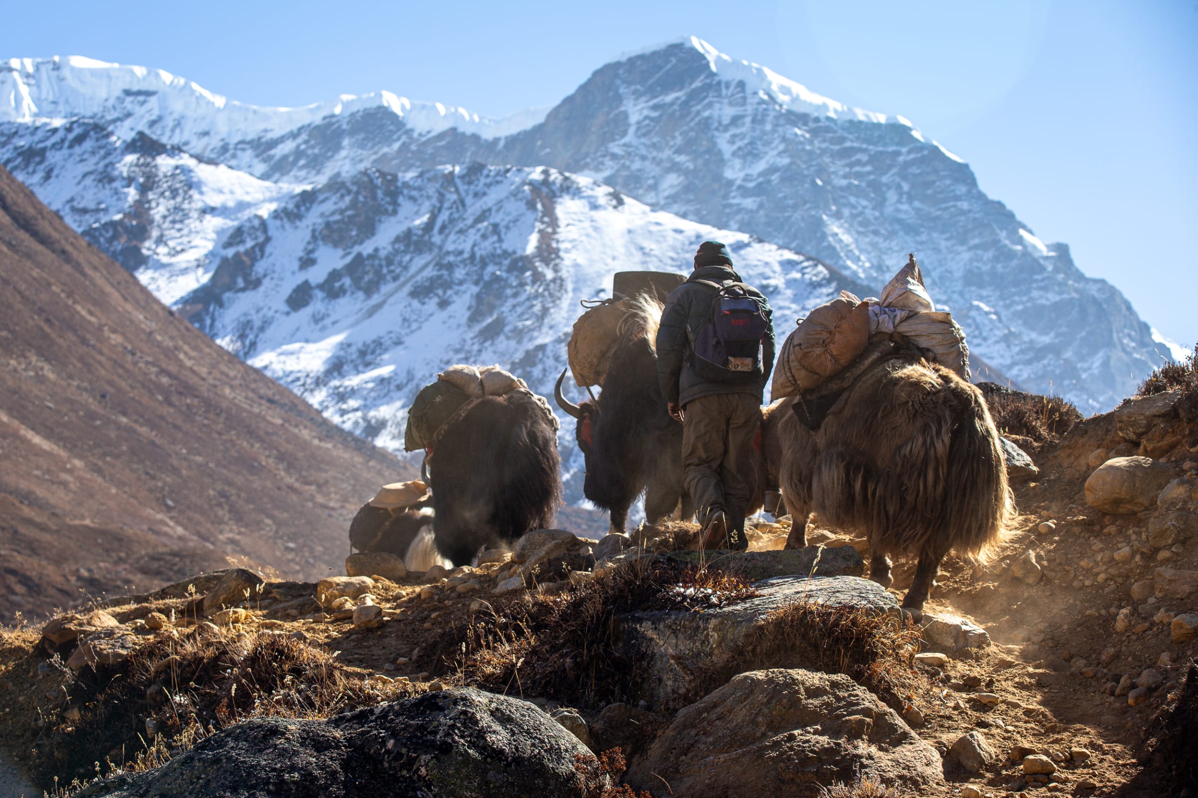 A herder leads loaded yaks toward the high peaks of the Nepal Himalaya