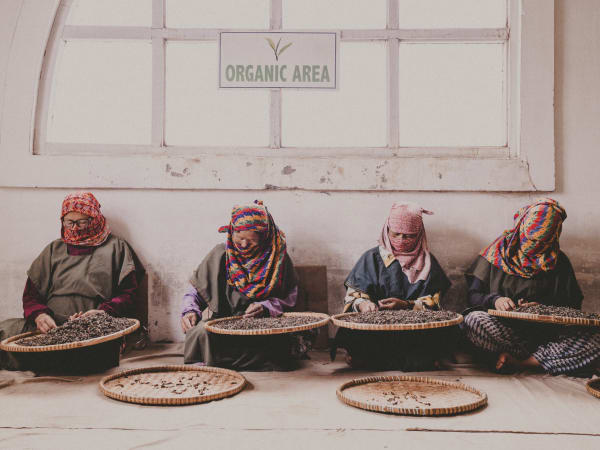 Tea harvest, Nepal highlands
