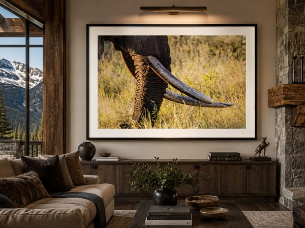 Elephant tusks, framed