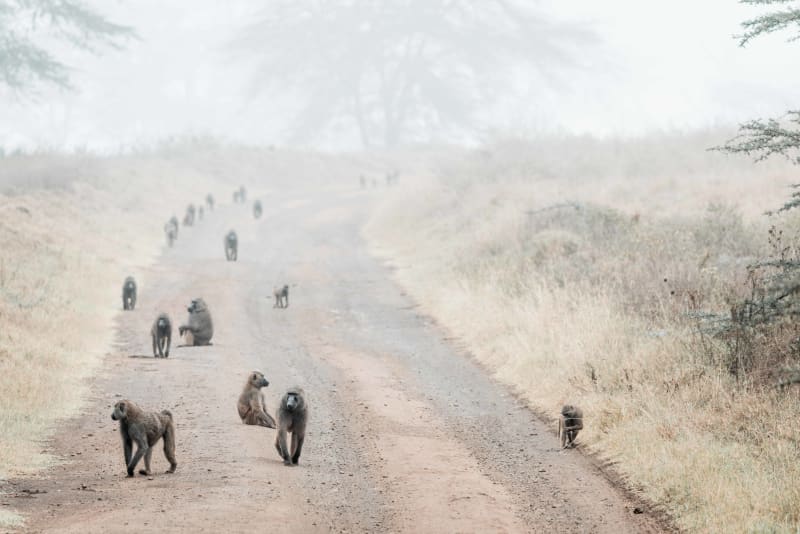 Through The Mist