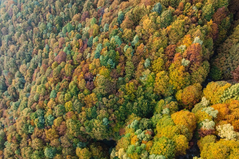 Golden Canopy