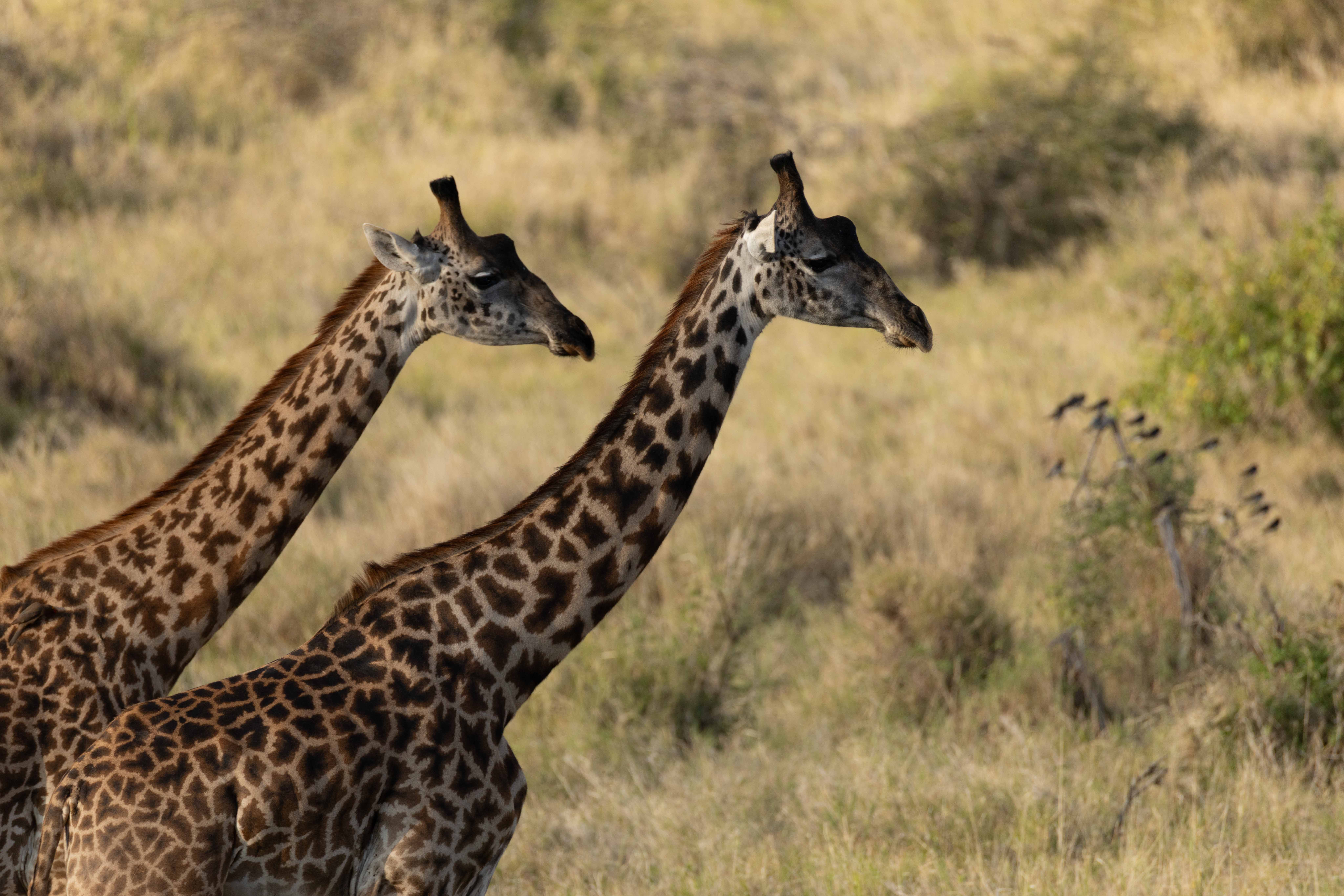 Mosaics of the Savannah