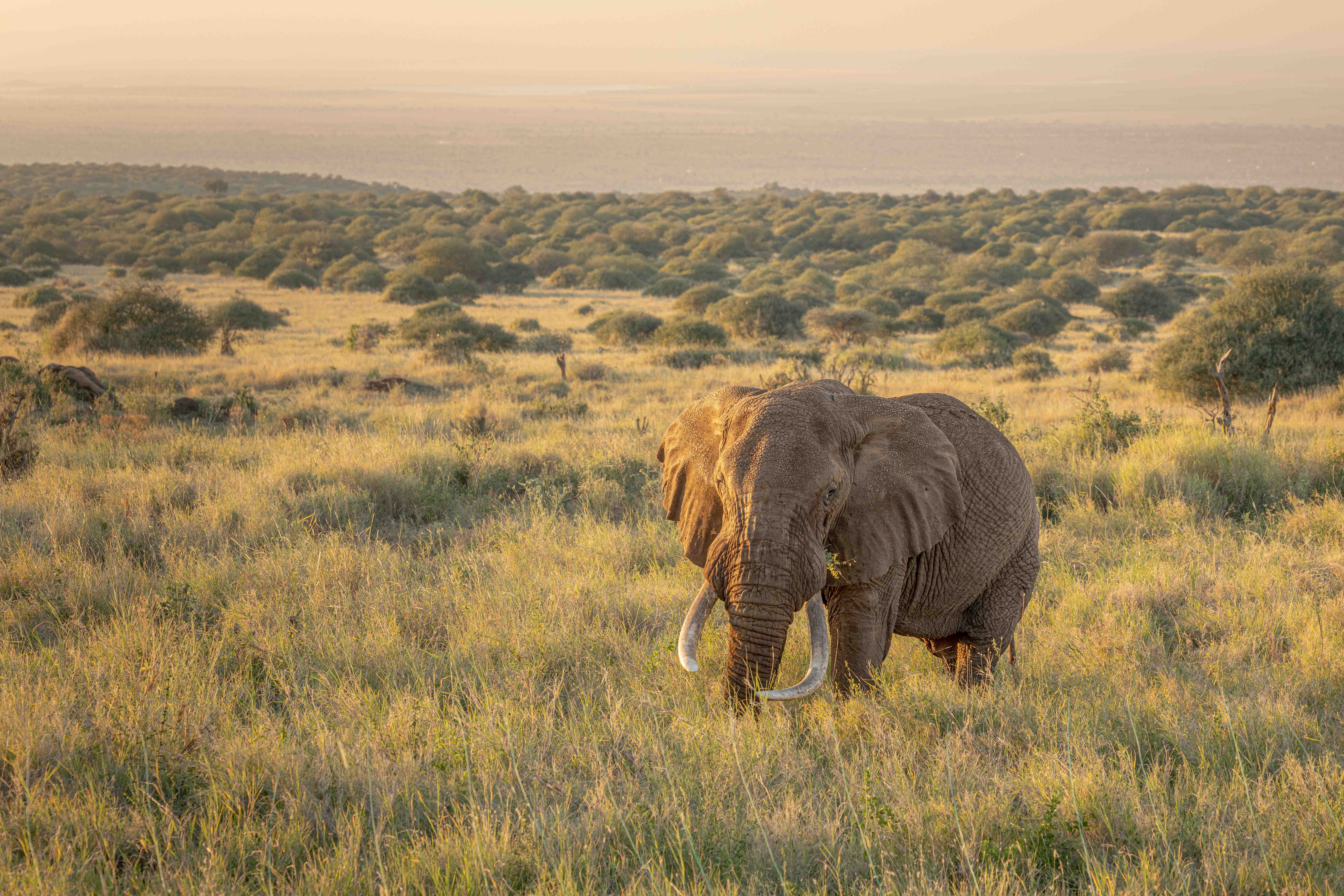 Majestic Golden Savanah