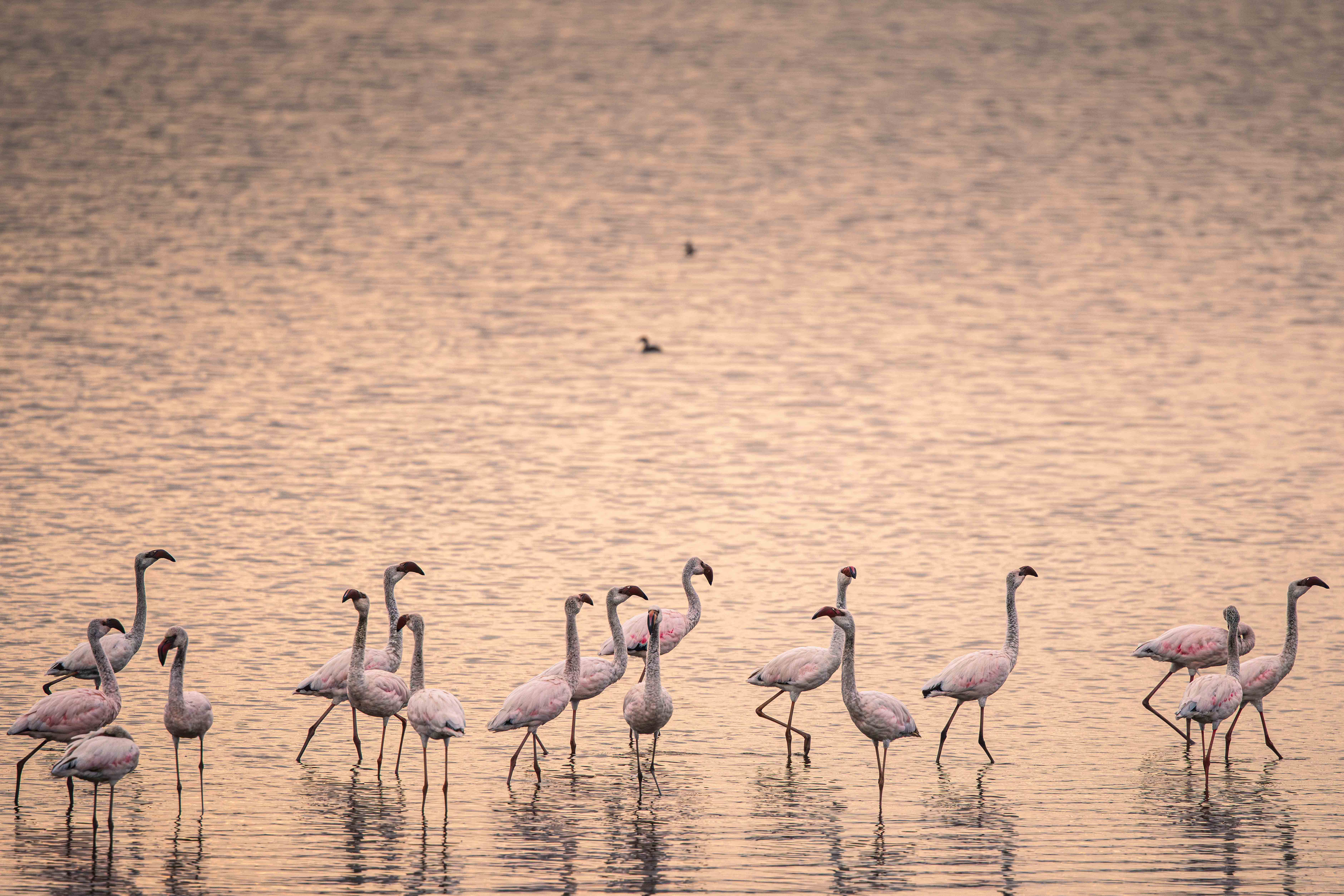 The Golden Congregation