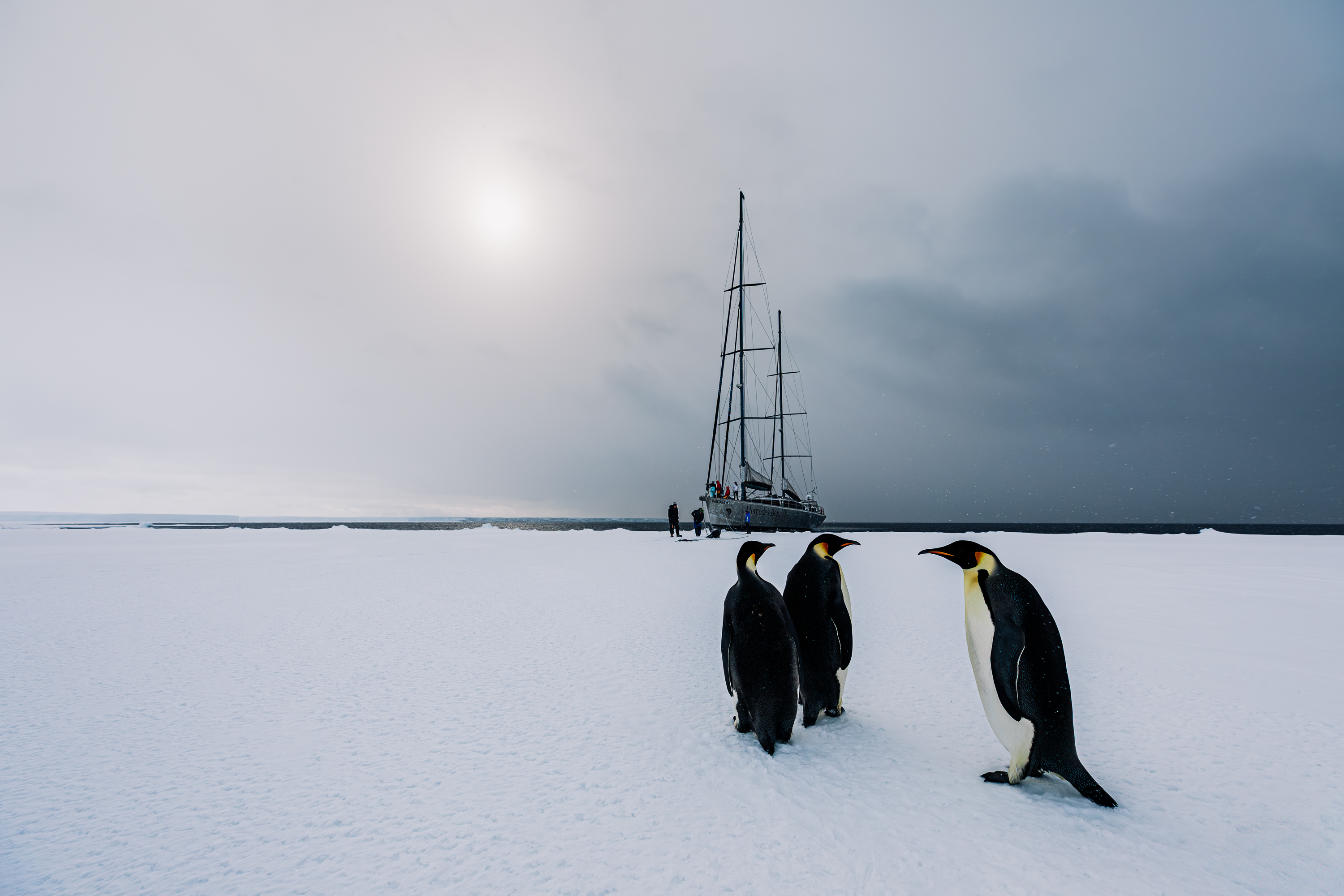 First Contact, Penguins