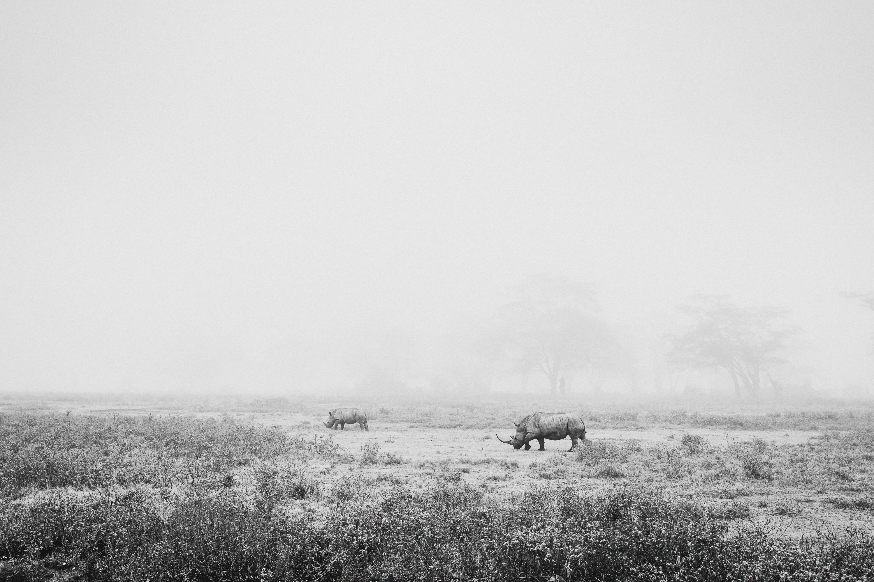Monochrome Duality, Rhinos