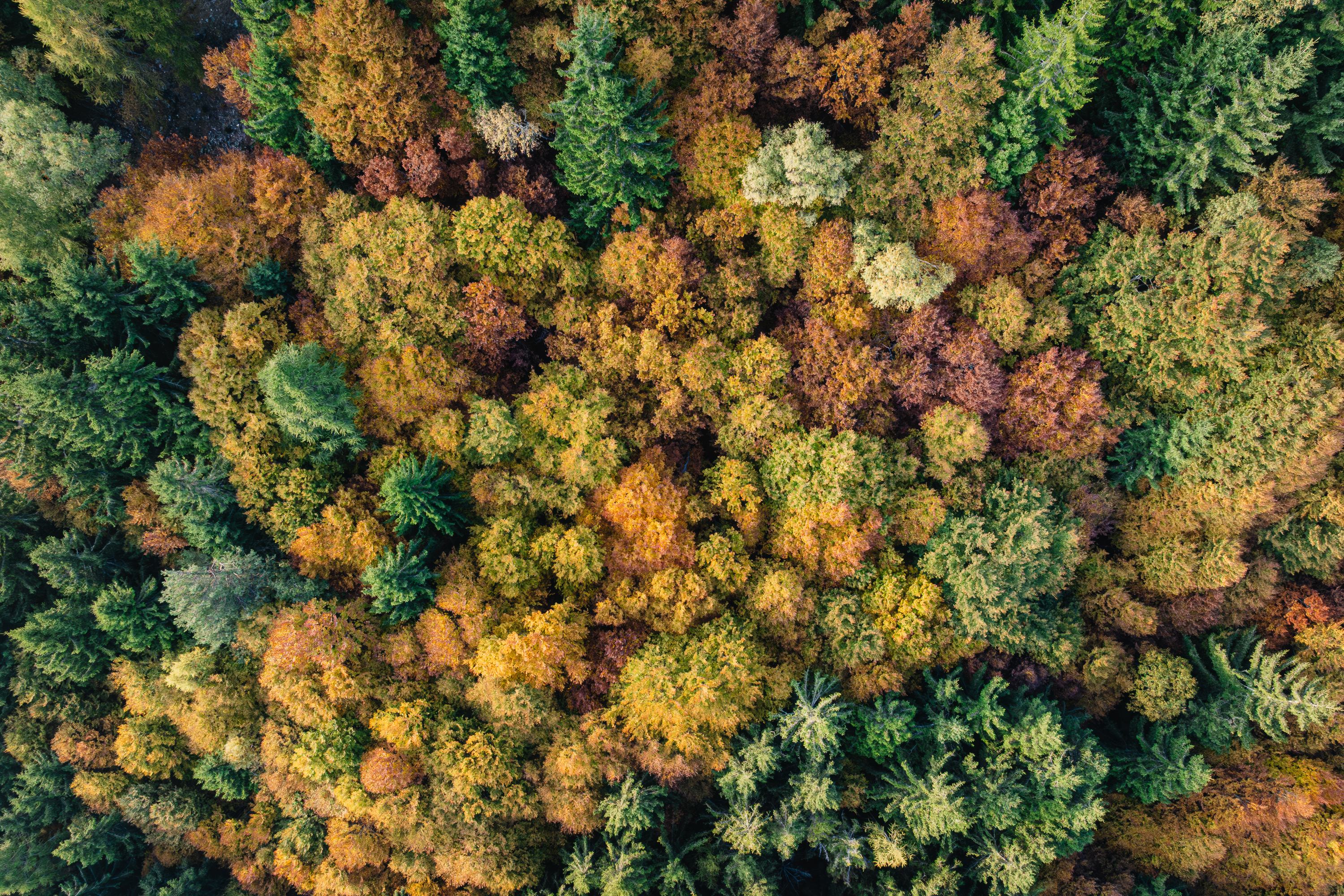 Alpine Autumn, Switzerland