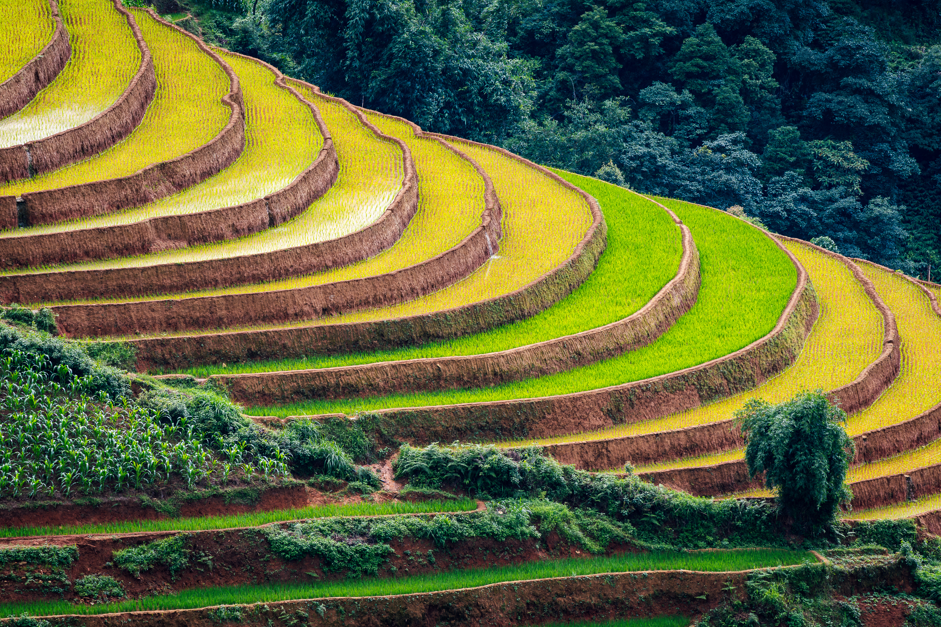 Generations, Vietnam