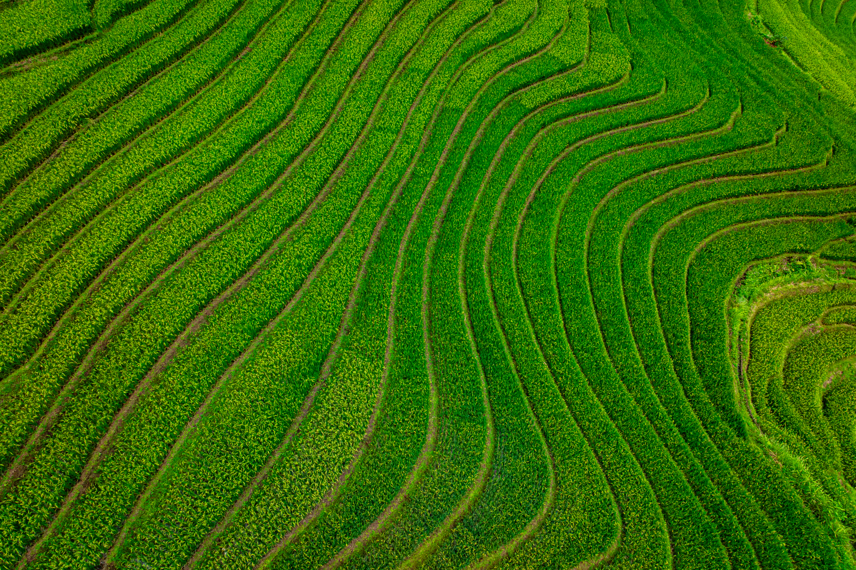 Rice Tapestry, Vietnam