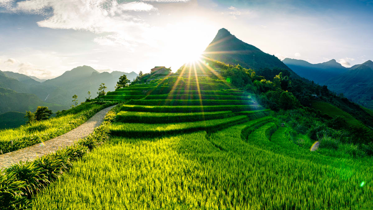 Terraced Light - Vietnam rice terraces