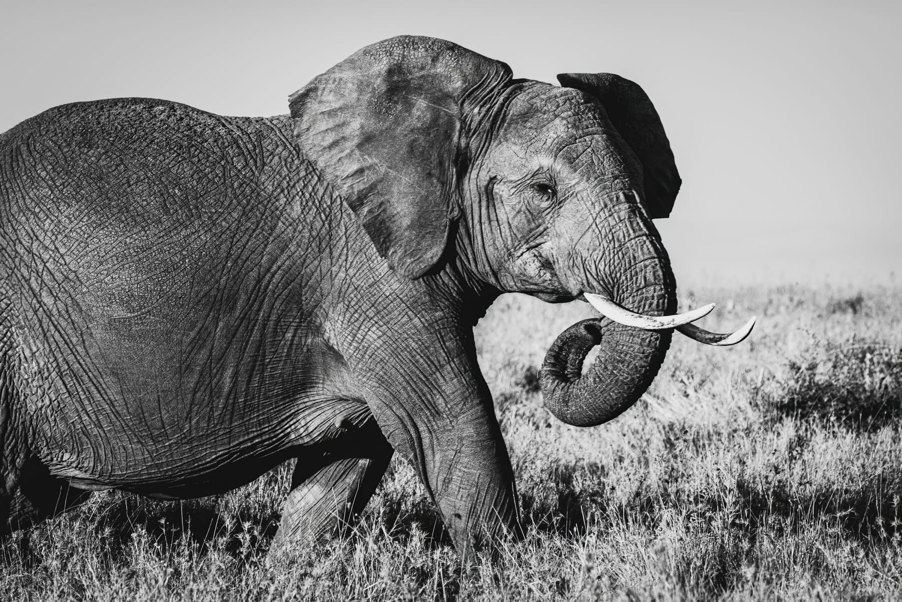Elephant Portrait