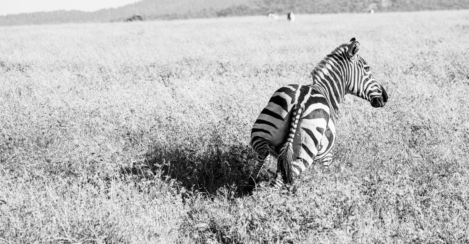 Zebra in African landscape