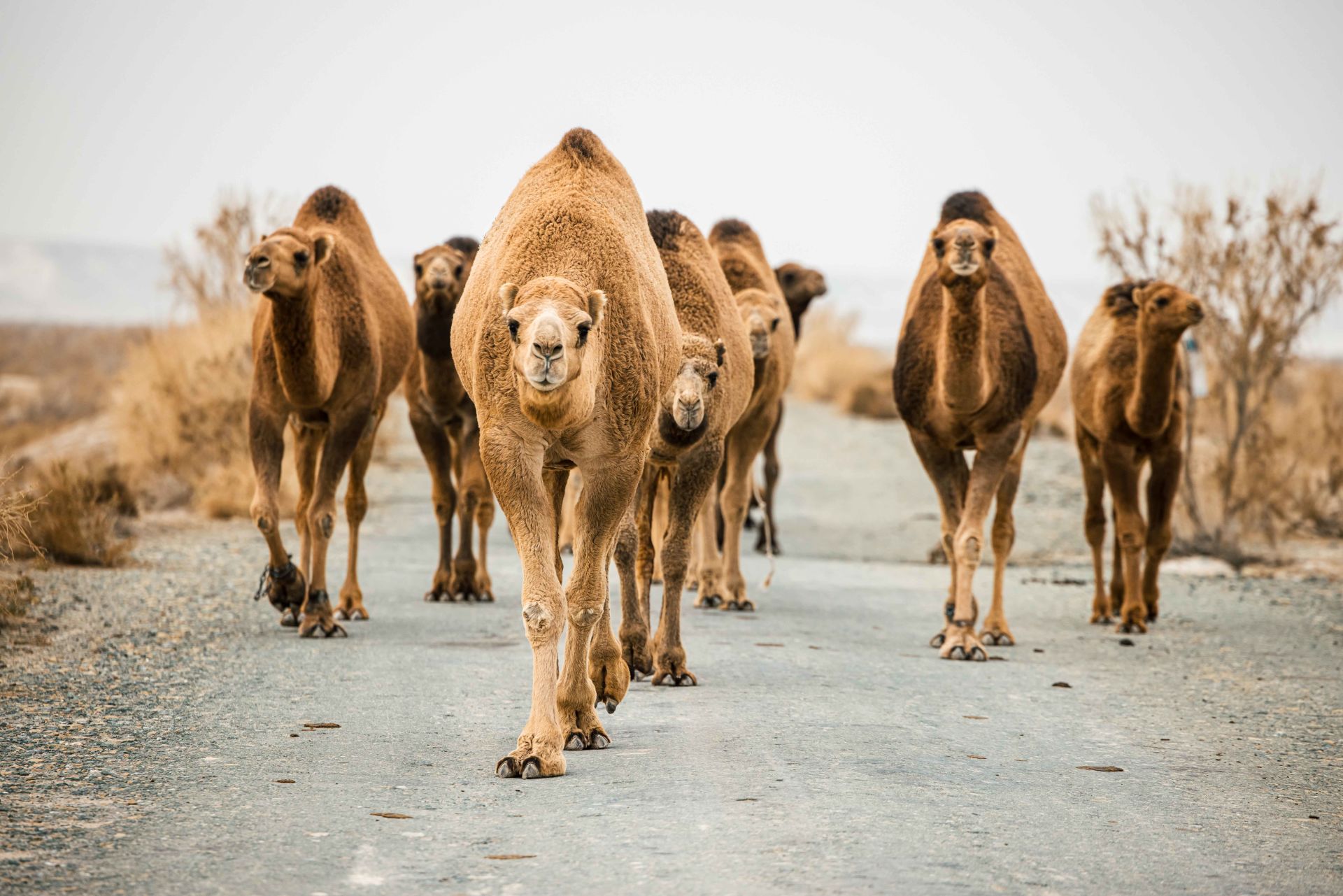 Mountain preservation