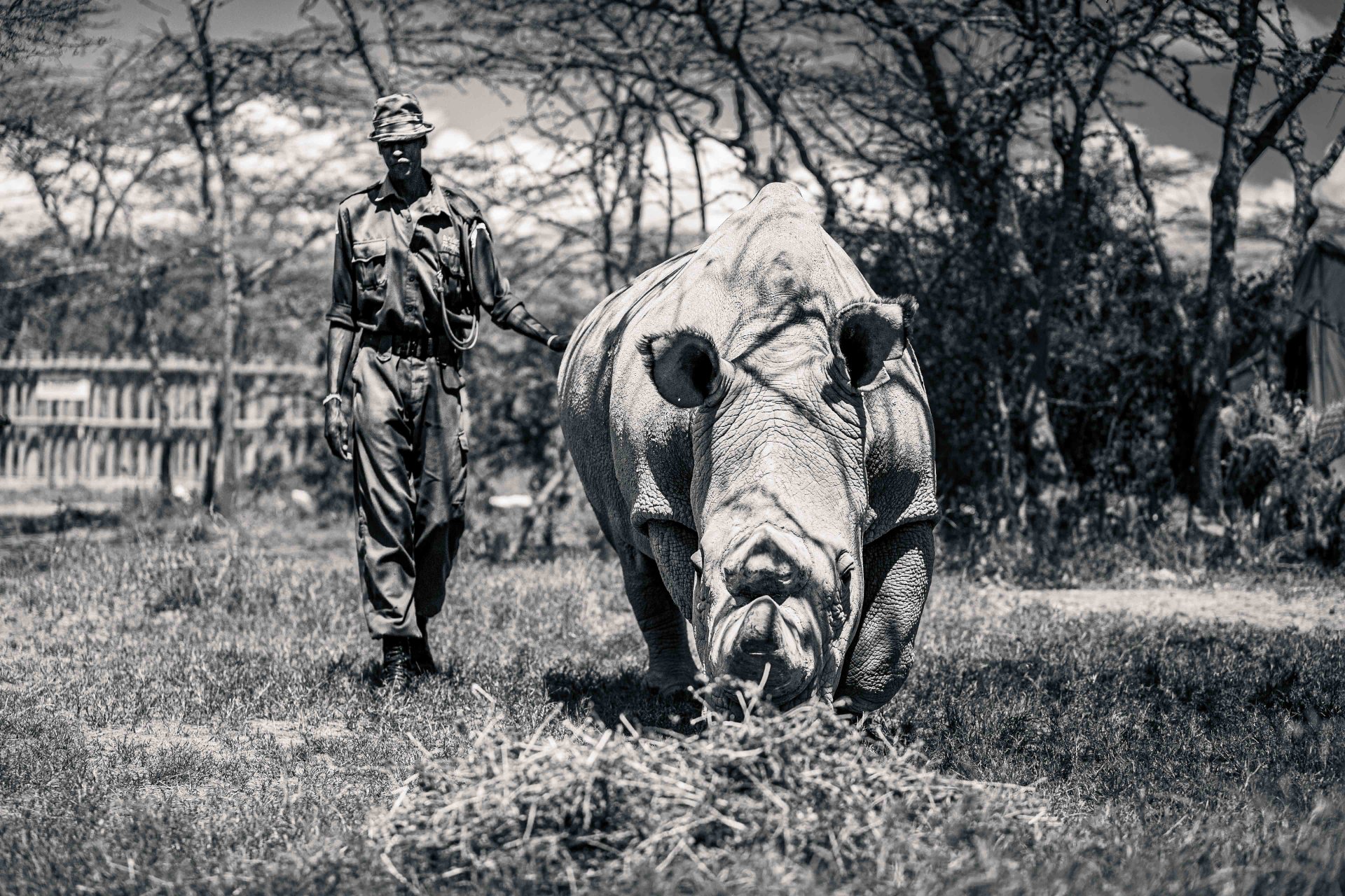 Planet 5 Gallery - African wildlife guardianship