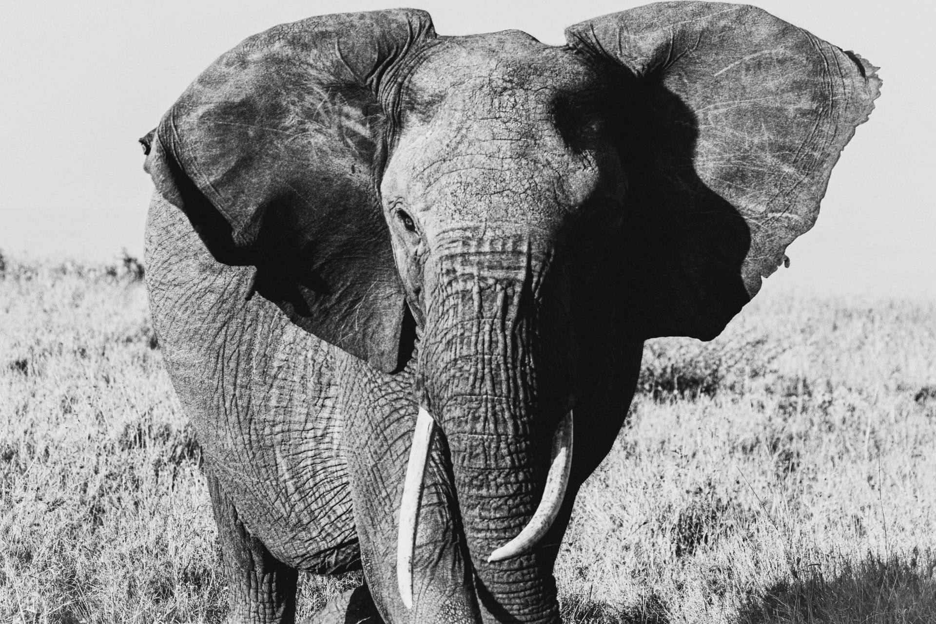 Planet 5 Gallery - Majestic African elephant