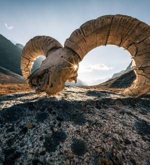 Eye of Bharal - Nepal