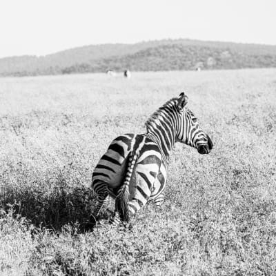 Zebra wildlife