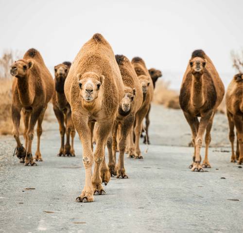 Guardians of the Wild - Coming Soon