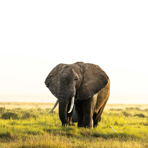 Guardians of the wild