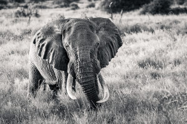 Kenya wildlife