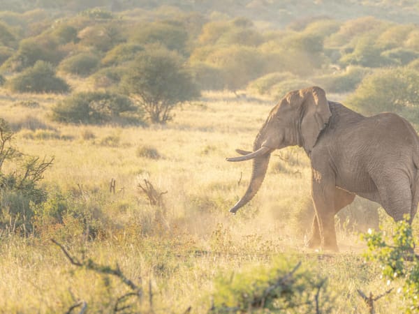 Golden Light, AMBOSELI · KENYA