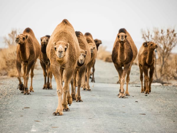 The Ancient Road, NORTHERN UZBEKISTAN