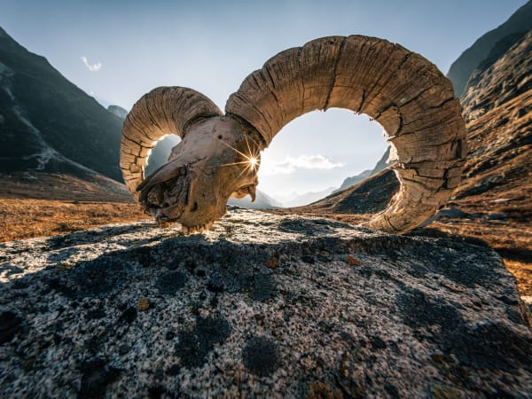 Eye of Bharal, Nepal Himalaya