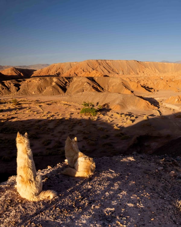 Guardians of the Wild