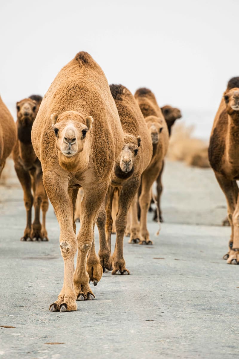 Guardians of the Wild - Coming Soon