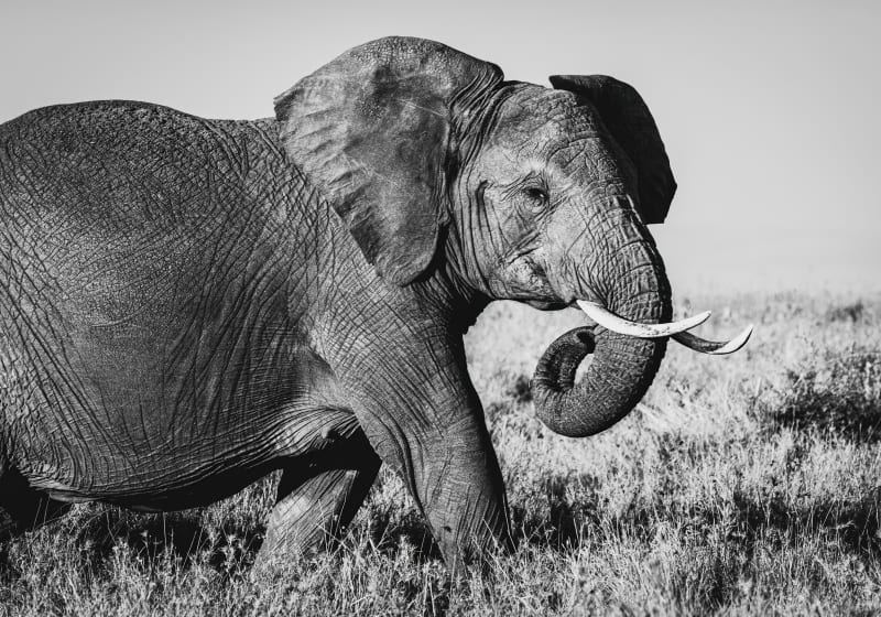 Wildlife preservation