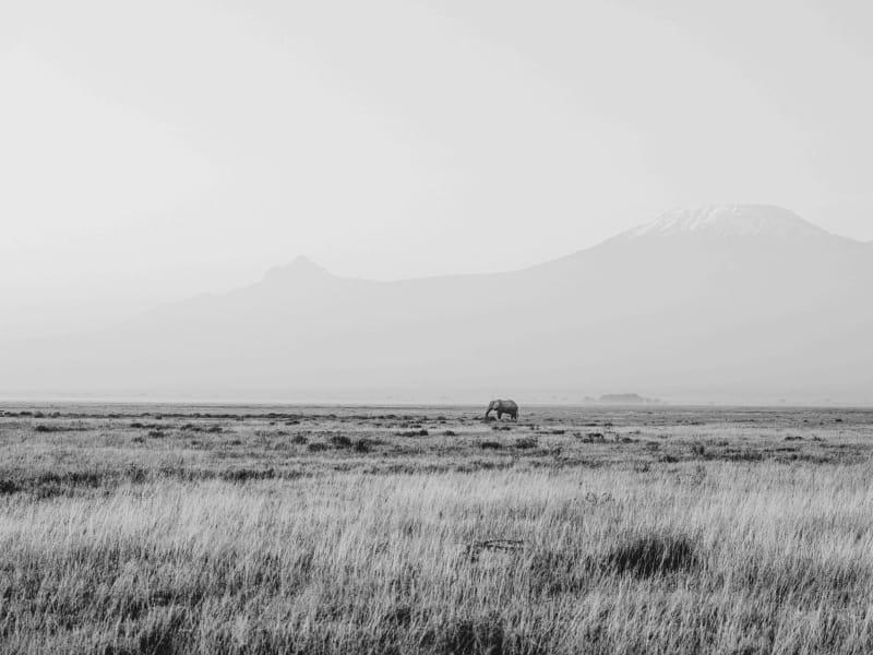 Monuments To The Wild