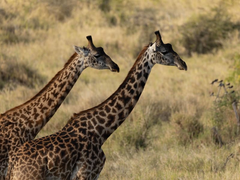 Mosaics of the Savannah