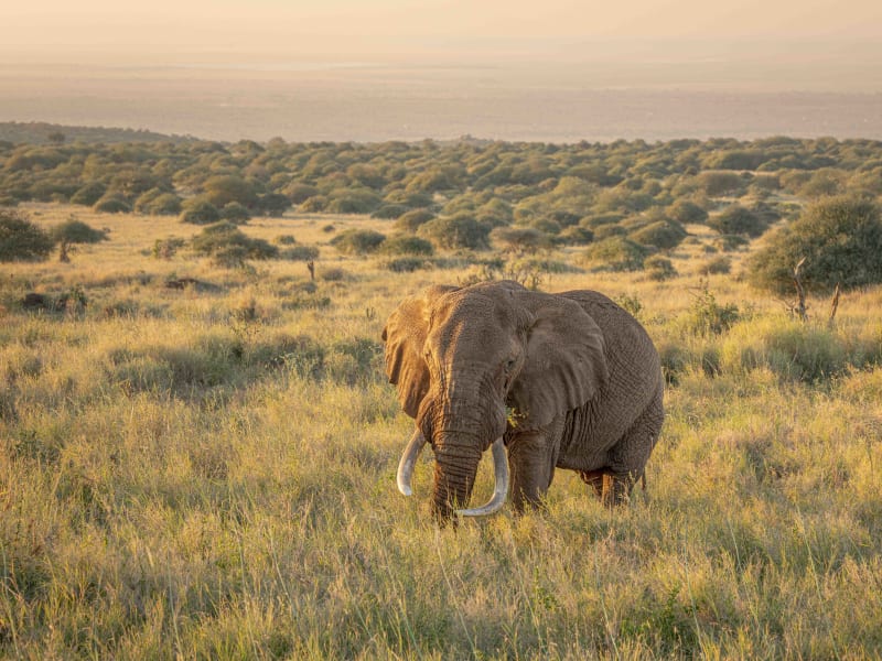 Majestic Golden Savanah
