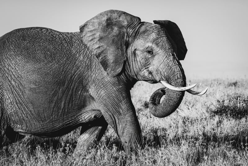 Elephant Portrait