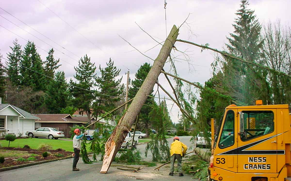 Tree Service 1