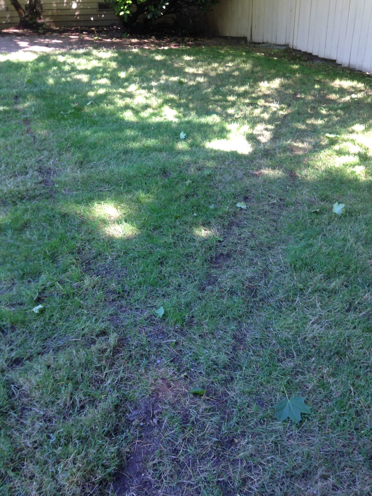 Yard Drainage Service Kirkland