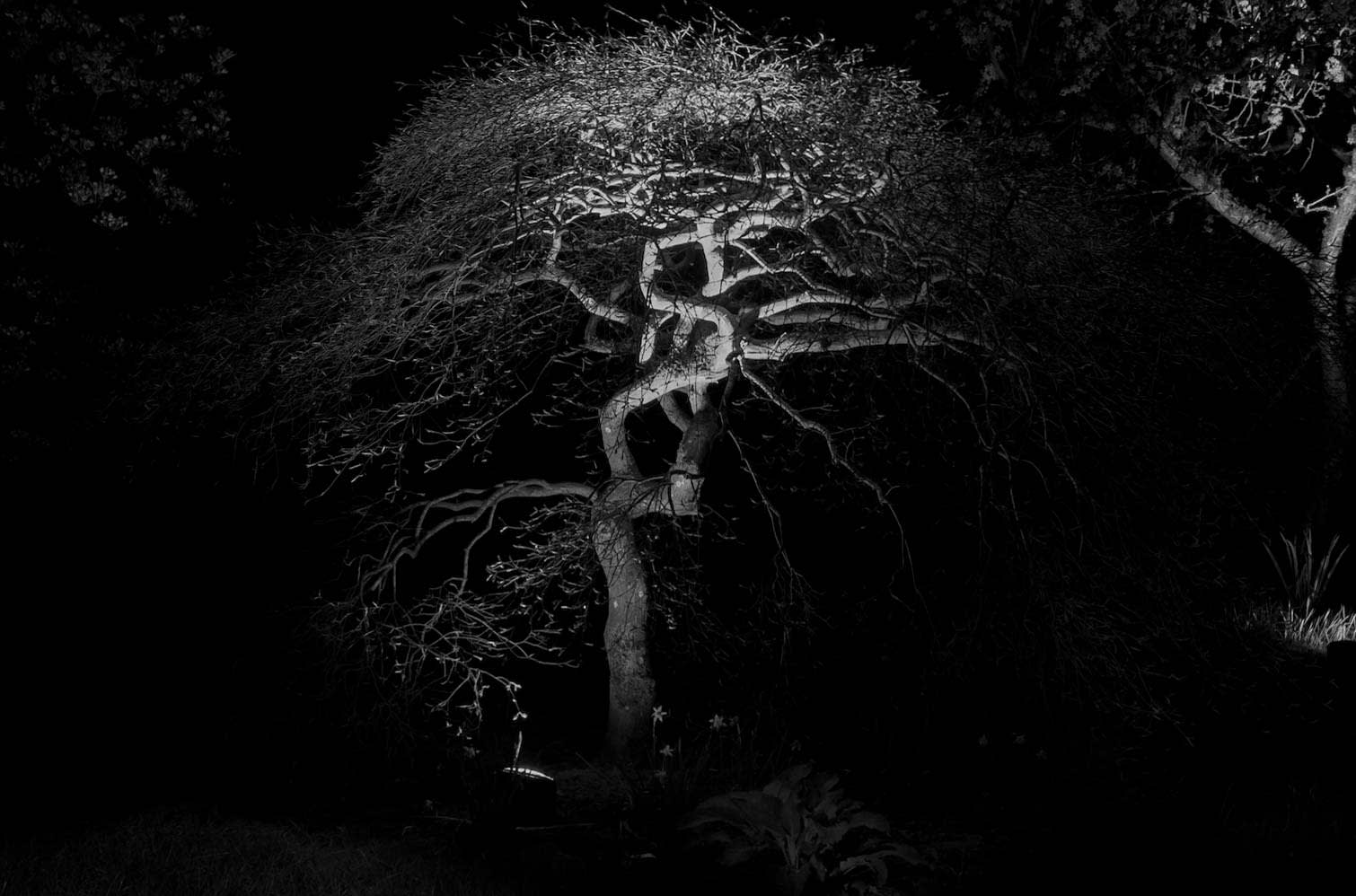 Landscape Light Service Bridle Trails