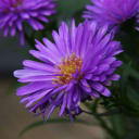 Aster