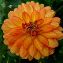 Dahlia