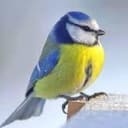 Mésange