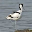 Avocette