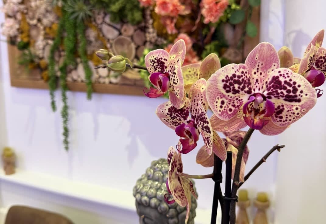 Thaiwellness - Bien-être Strasbourg - OneBooking
