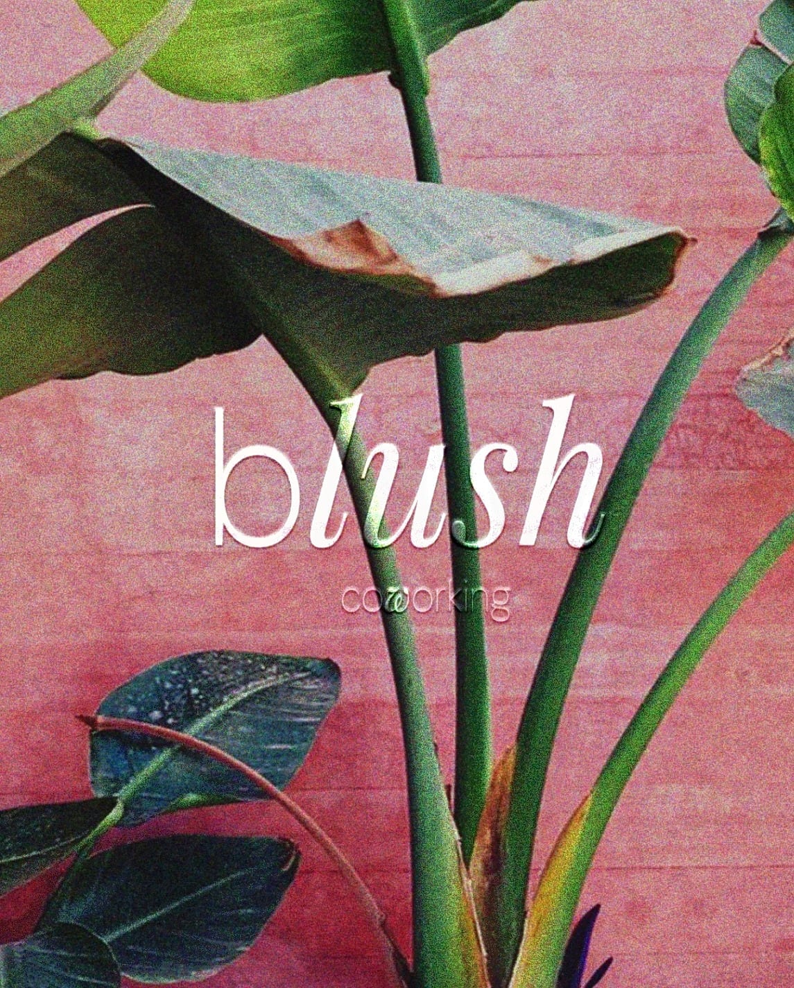 Blush Coworking - Coiffure Montpellier - Photo de couverture - OneBooking
