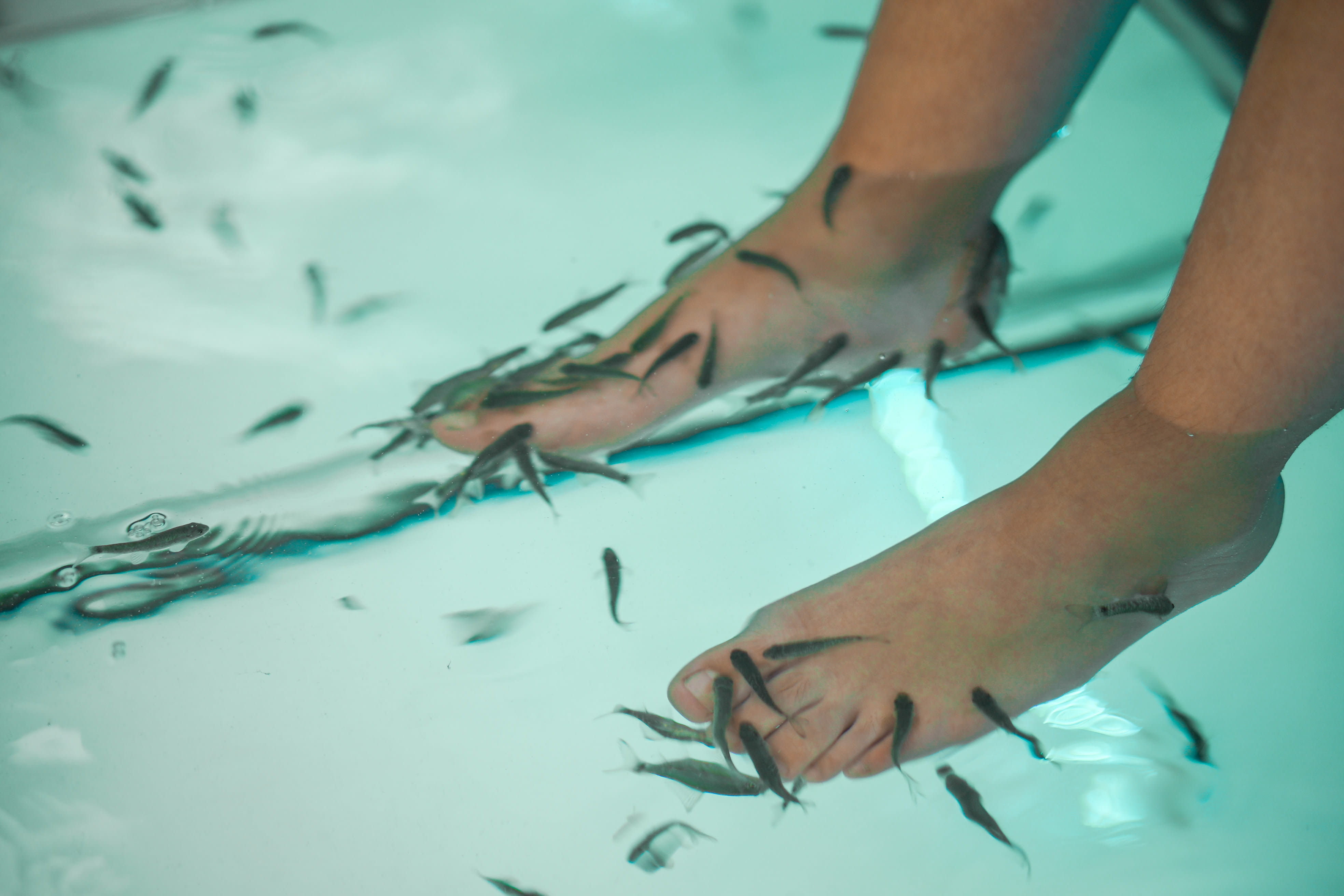 Fish Spa international - Onglerie Angers - OneBooking